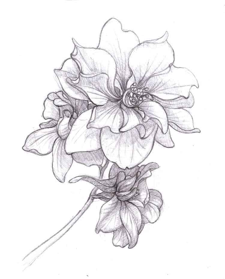 intricate flower drawings