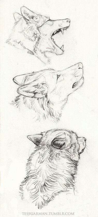 easy pencil sketches of animals