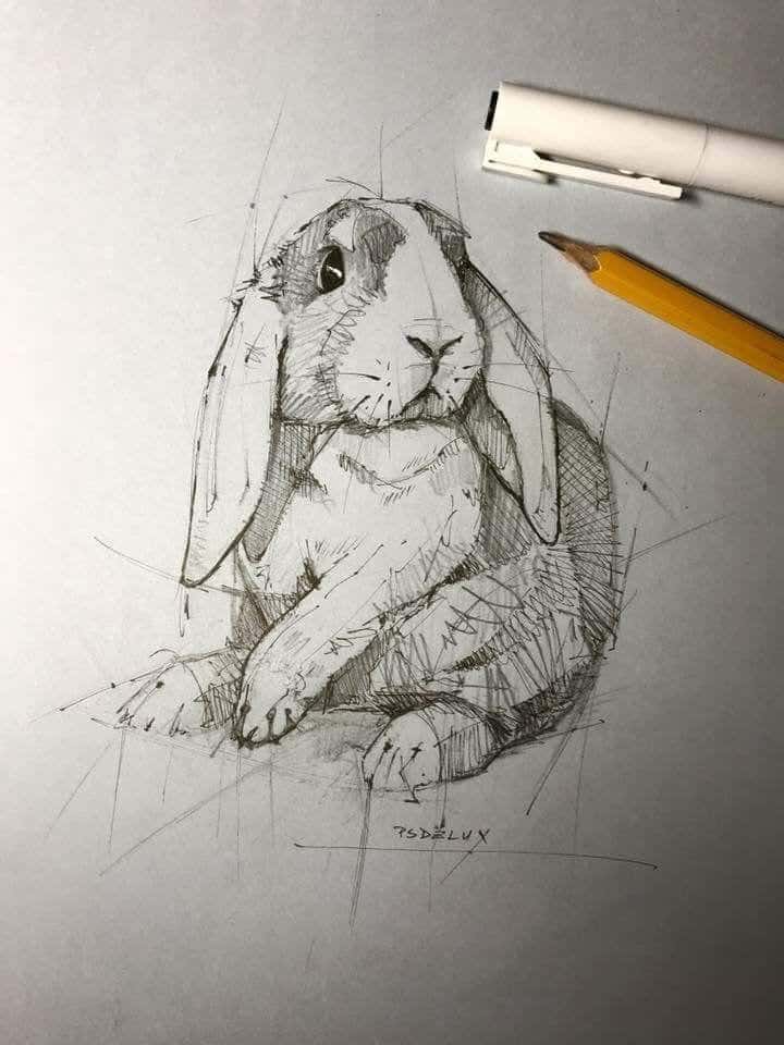 easy pencil sketches of animals