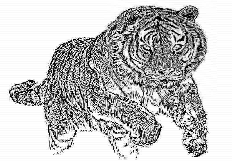 easy tiger pencil drawing