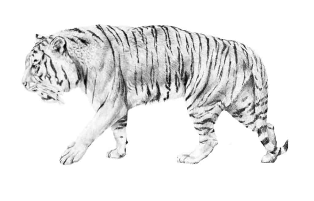 easy tiger pencil drawing