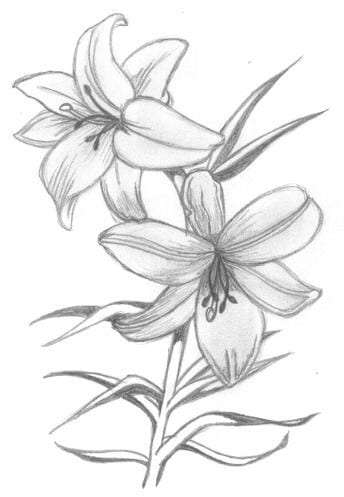 1000 ideas about Flower Drawings on Pinterest  Beautiful flower    Plant drawing Flower drawing Floral drawing