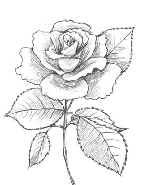 Free Flower Drawing, Download Free Flower Drawing png images, Free ClipArts  on Clipart Library