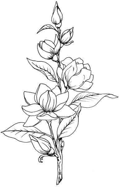 Floral card style pencil sketch. Example... - Stock Illustration [72432165]  - PIXTA