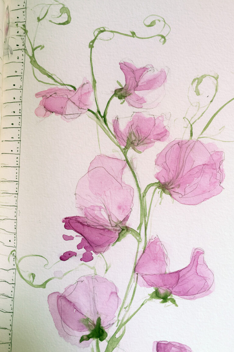 12. Sweet Pea Numbered List
