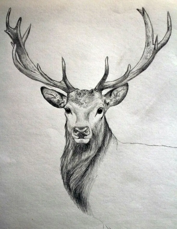 40 Free & Easy Animal Sketch Drawing Information & Ideas