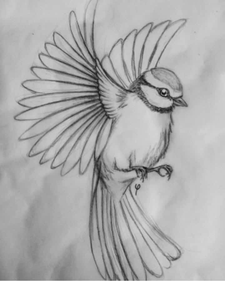 40 Free & Easy Animal Sketch Drawing Information & Ideas - Brighter Craft