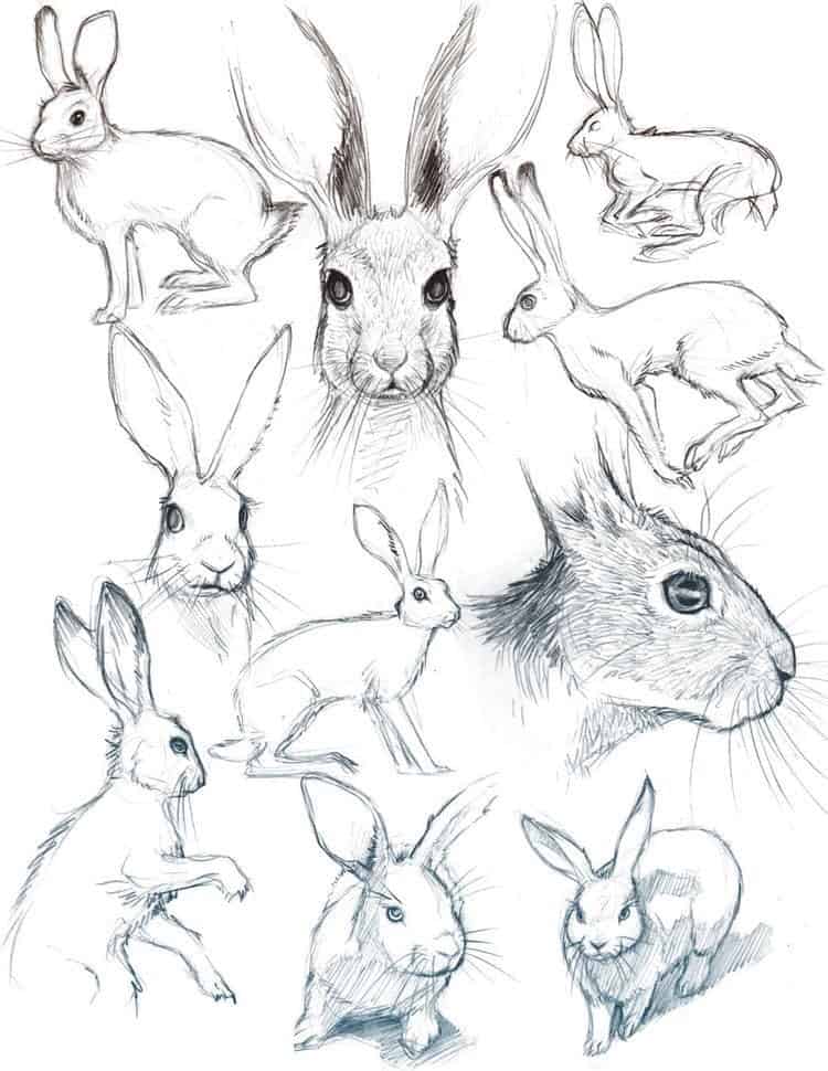 40 Free & Easy Animal Sketch Drawing Information & Ideas Brighter