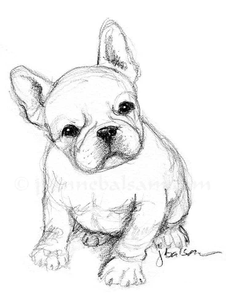 40 Free Easy Animal  Sketch Drawing  Information Ideas  