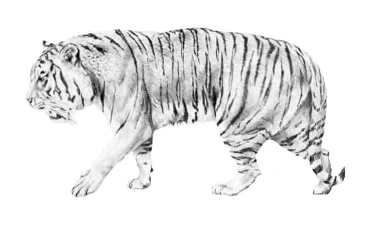 Easy Tiger Drawing Step By Step Tutorial - Brighter Craft