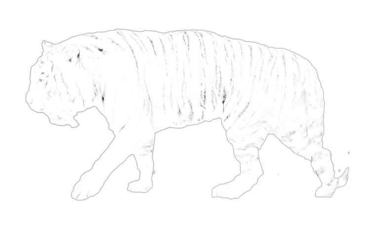 Easy How to Draw a Tigers Habitat Tiger Habitt - Mitchell Nortrinter