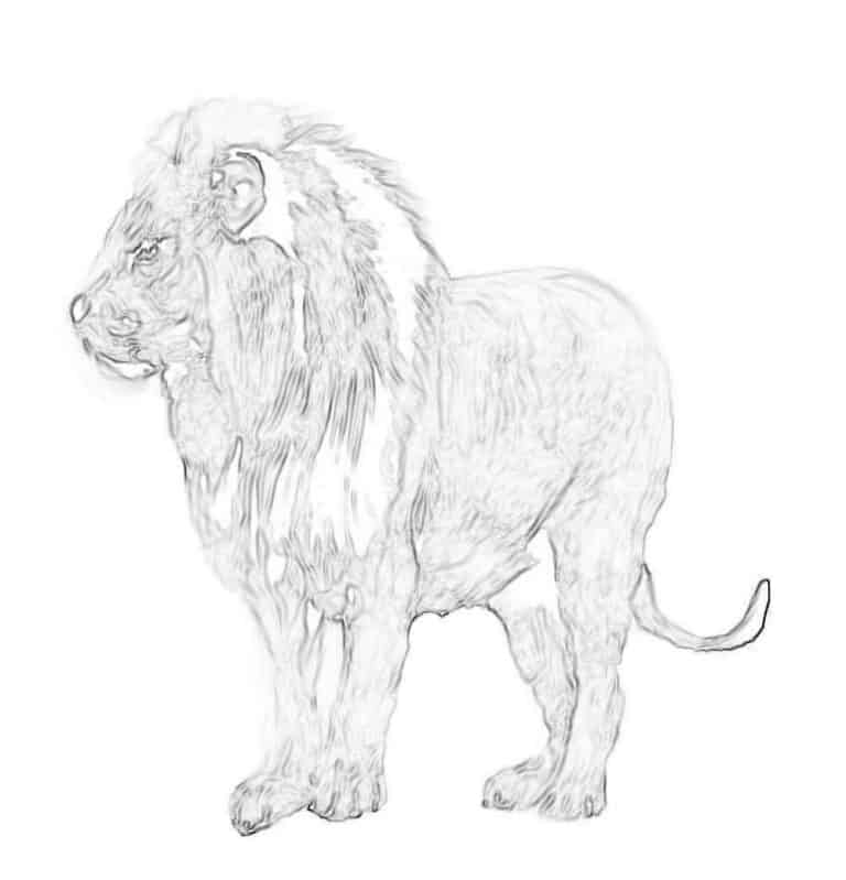 Easy Step By Step Lion Drawing Tutorial - Brighter Craft