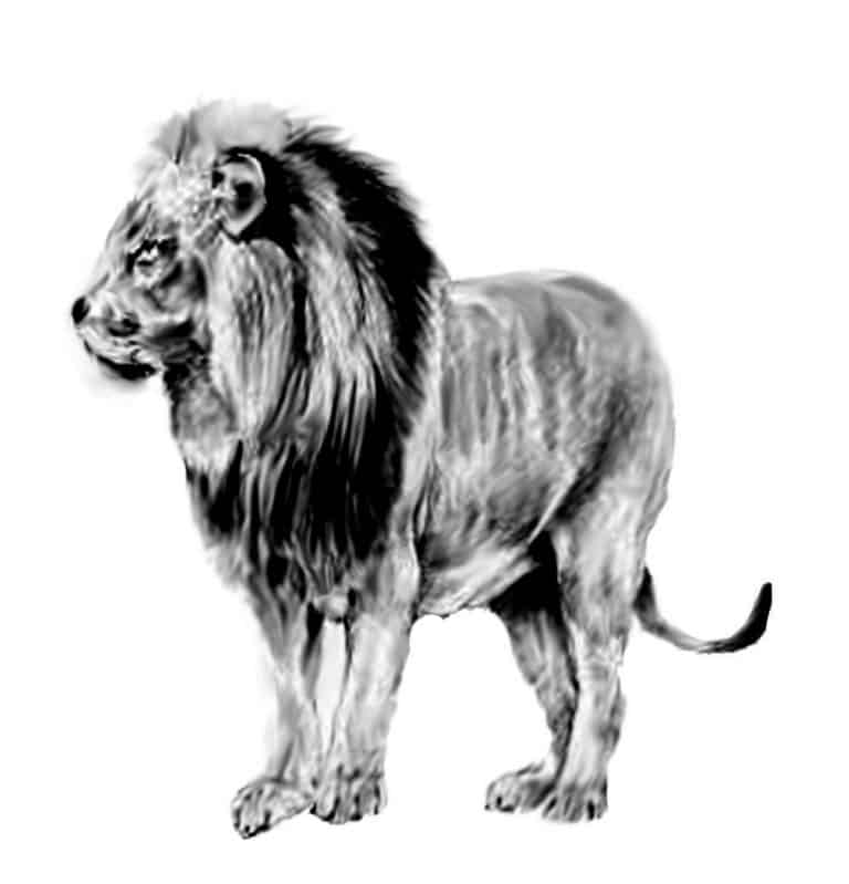 Creating The Texture In Your Lion Drawing