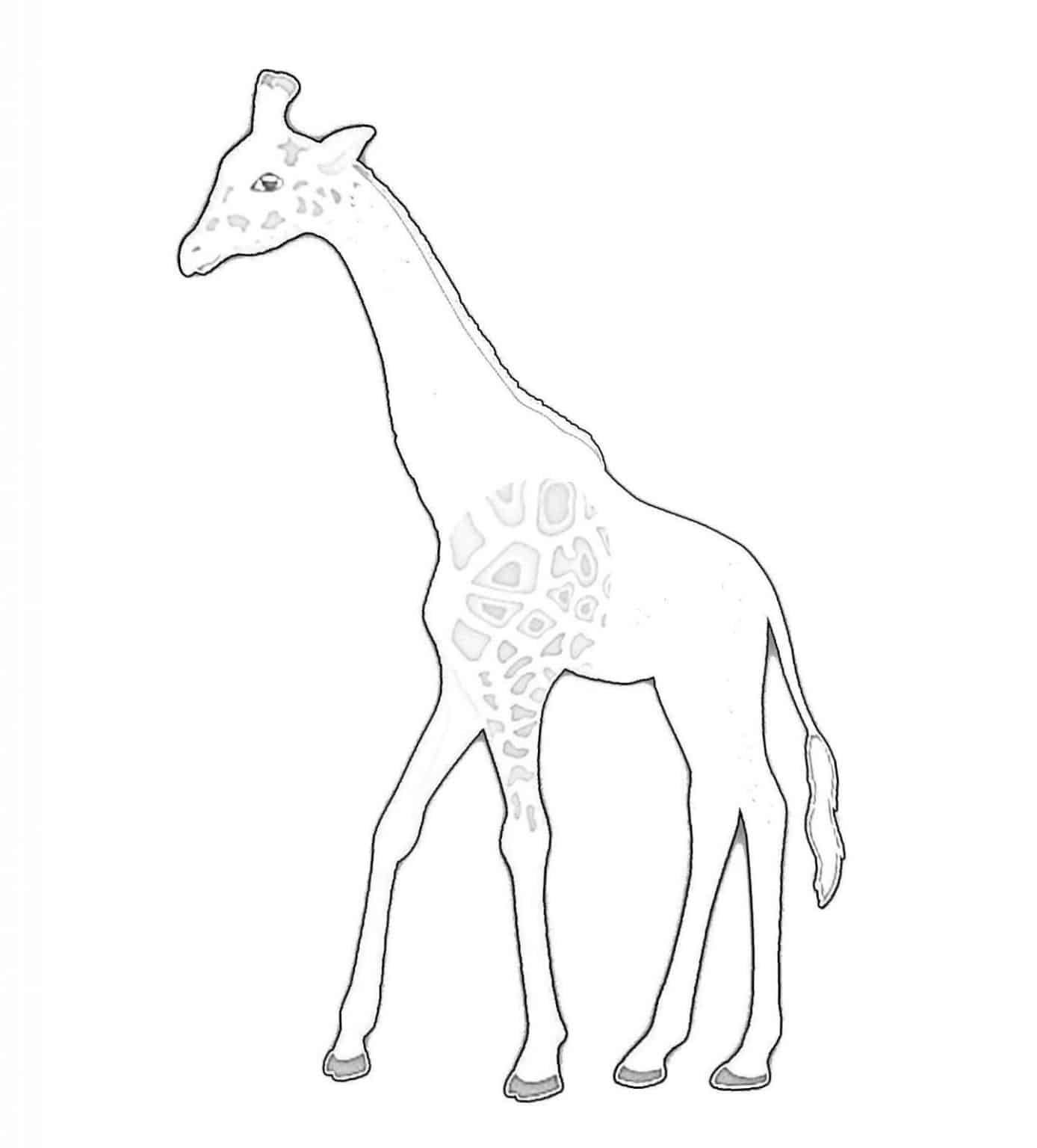 Simple Giraffe Drawing Tutorial For Beginners - Brighter Craft