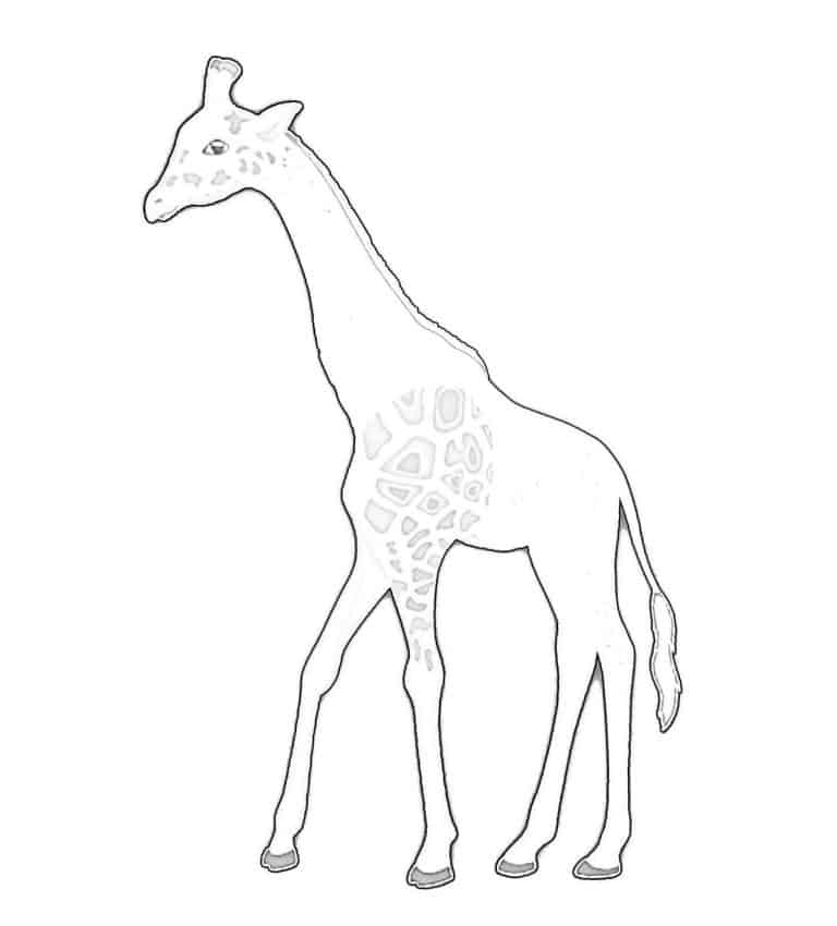 Step 4: Shape the giraffe drawing with shading
