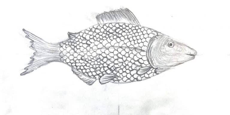 1- Fish