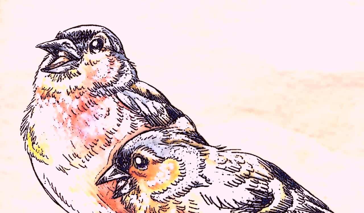 Should You Outline a Watercolor Painting?