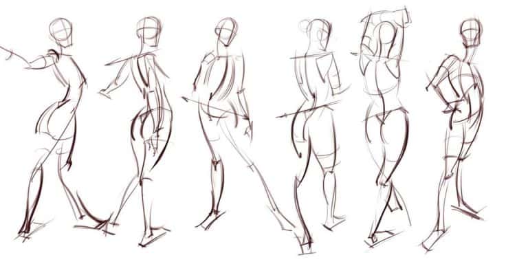 Study Anatomy