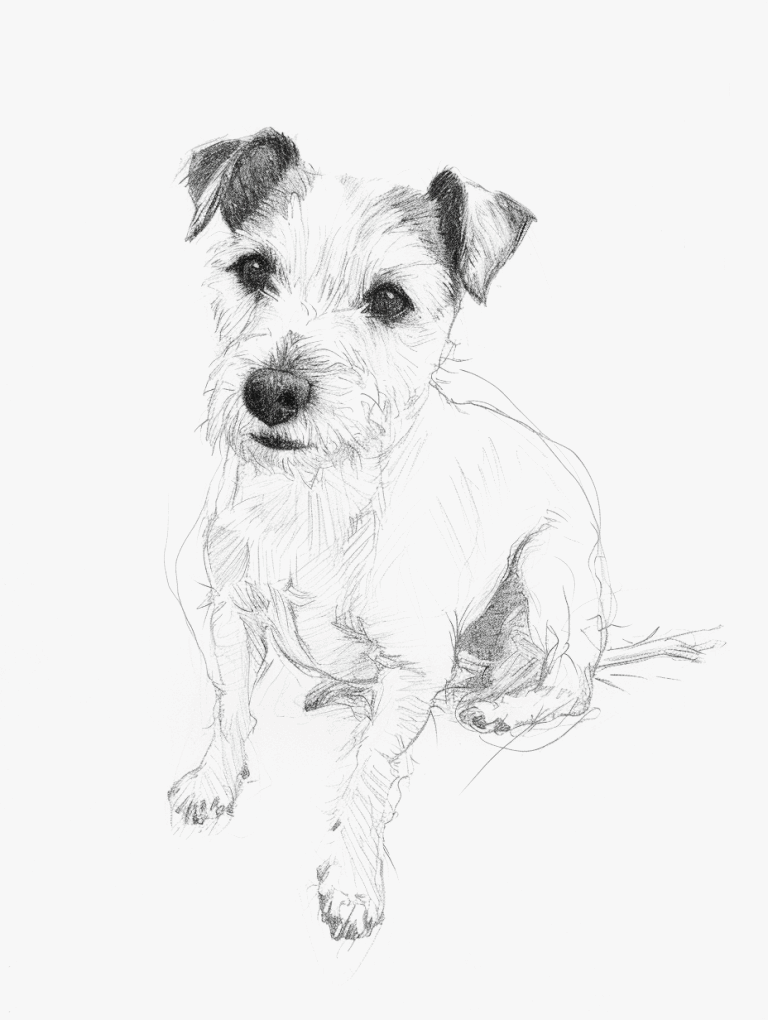 Jack Russell Full Body Portrait