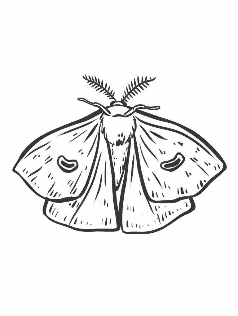 Moth