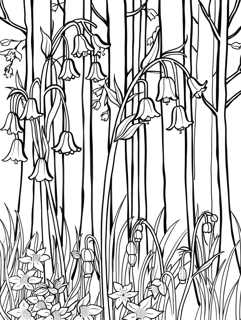 Bluebells