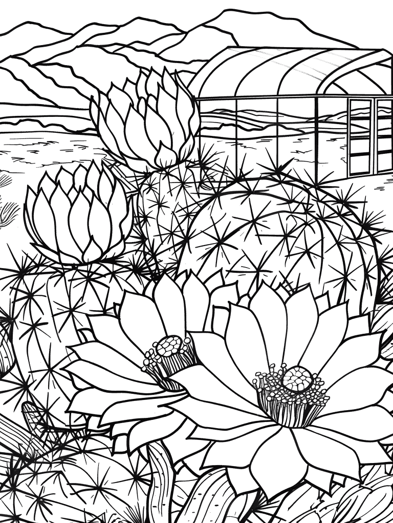 Cactus Flowers