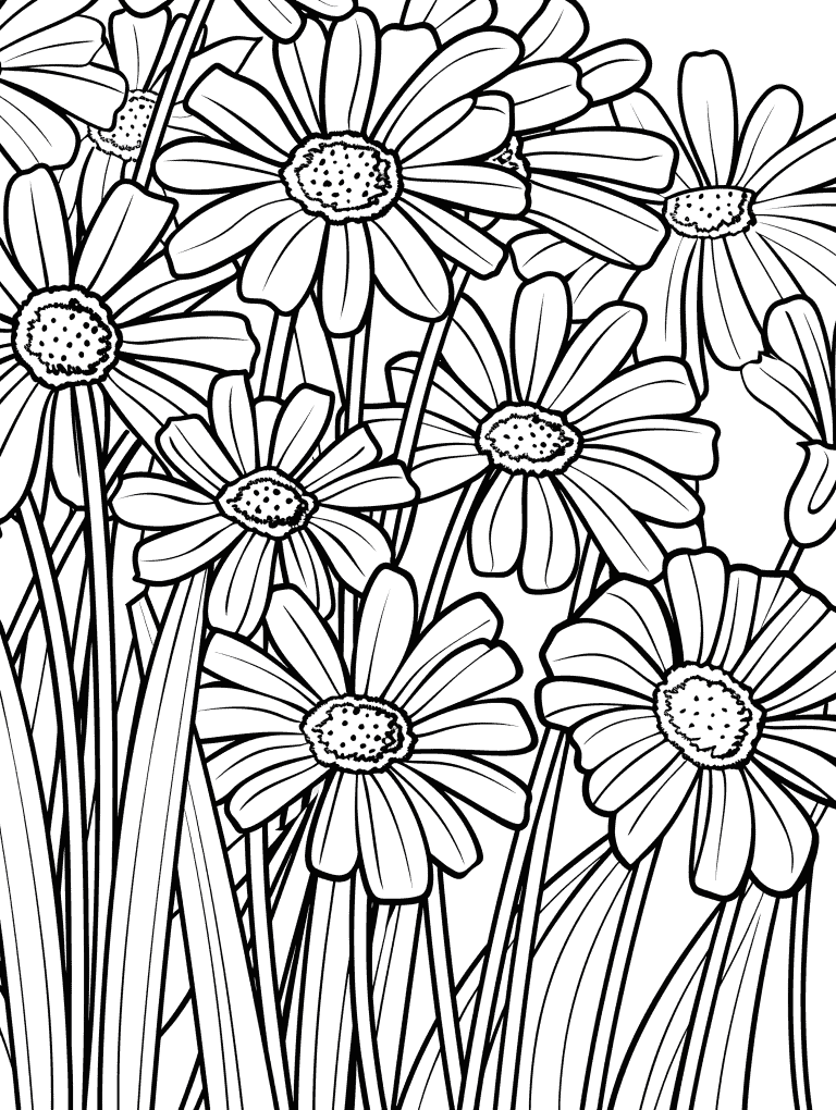 Calendula
