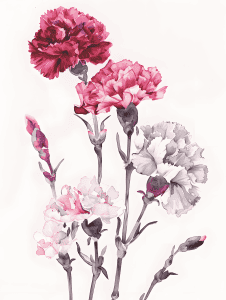 watercolor Illustration of carnations