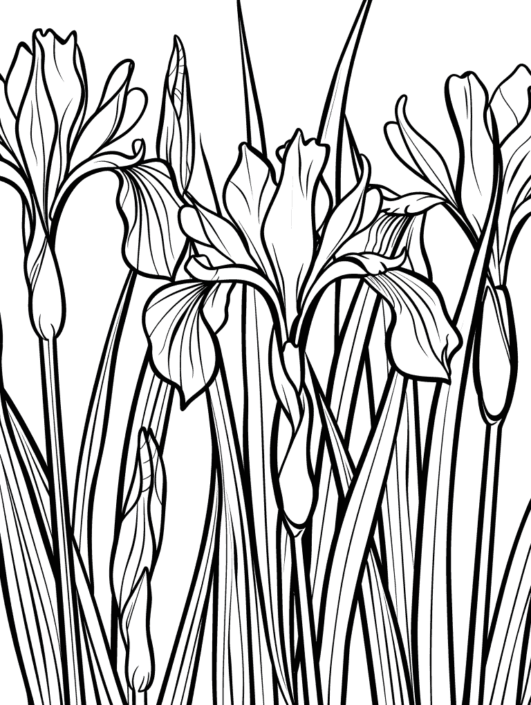 Irises