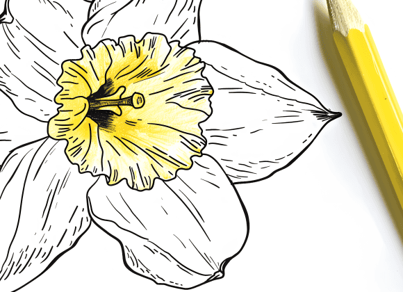 milkychoco04_a_coloured_pencil_that_is_next_to_a_daffodil_colou_c370ca19-562e-47ca-8e7d-0c5a32c39d37
