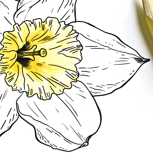 milkychoco04_a_coloured_pencil_that_is_next_to_a_daffodil_colou_c370ca19-562e-47ca-8e7d-0c5a32c39d37