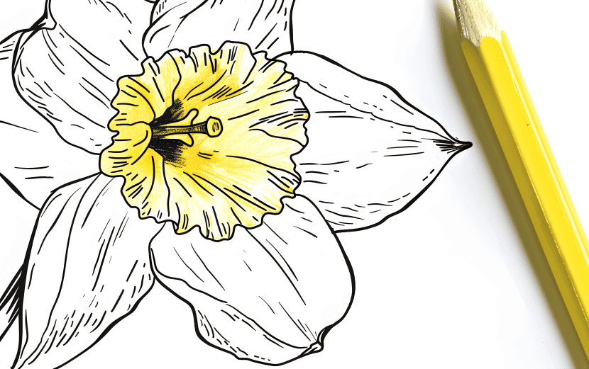 milkychoco04_a_coloured_pencil_that_is_next_to_a_daffodil_colou_c370ca19-562e-47ca-8e7d-0c5a32c39d37