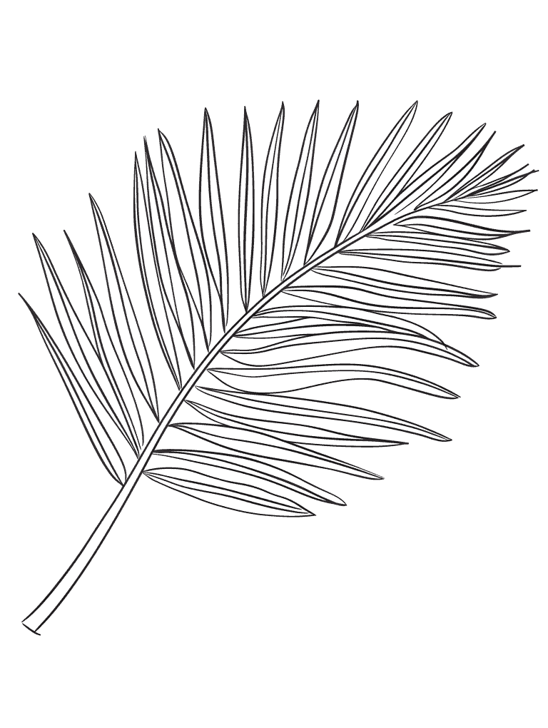 Palm Branch