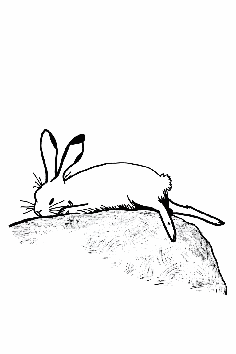 Rabbit Resting On A Rock