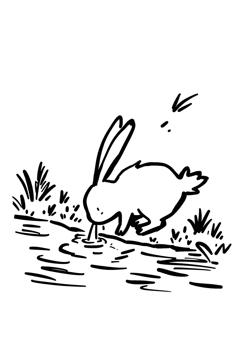 Rabbit Drinking From A Stream