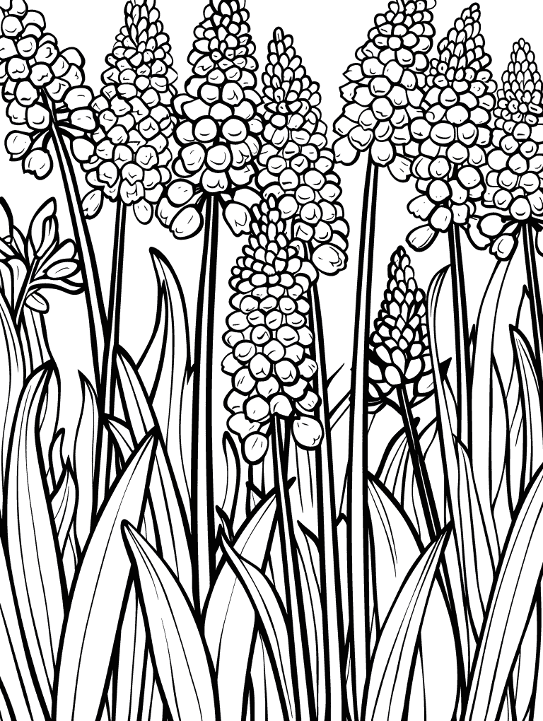 Muscari Flowers
