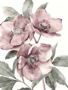 watercolor illustration of hellebores