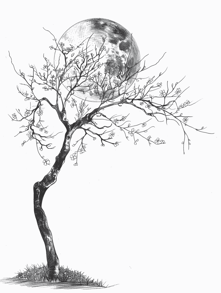 Cherry Blossoms Against A Full Moon