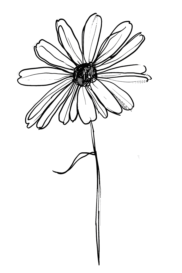 Blooming Daisy
