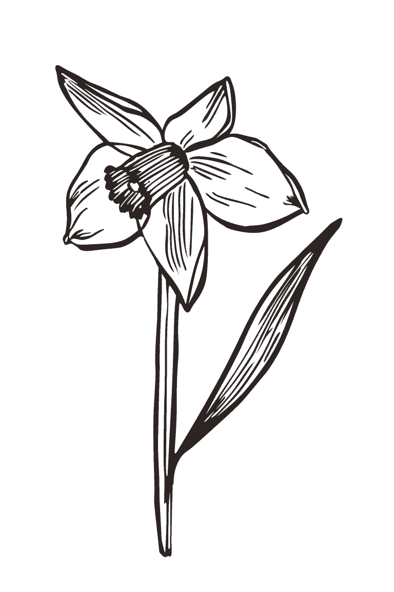 Blooming Daffodil