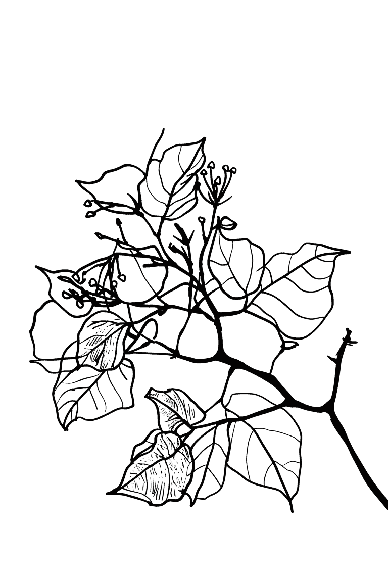 Bougainvillea