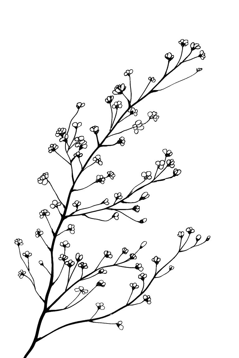 Budding Branch