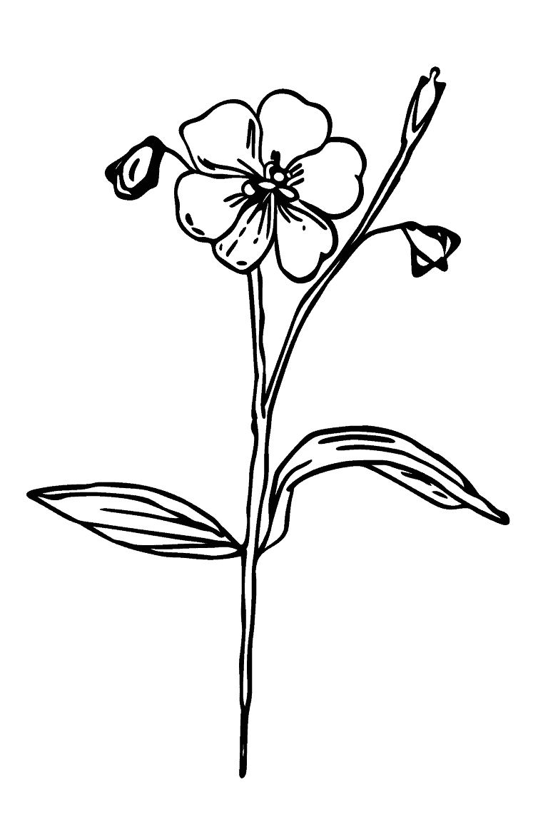 Forget Me Not
