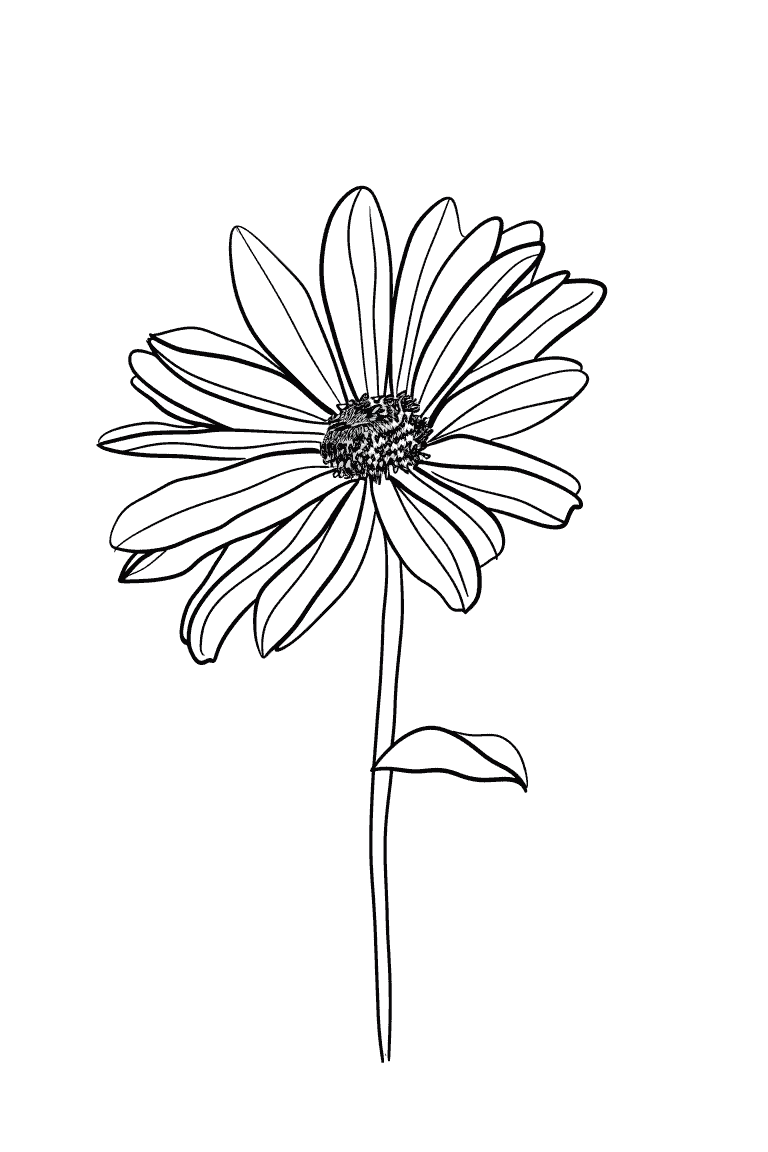 Charming Daisy