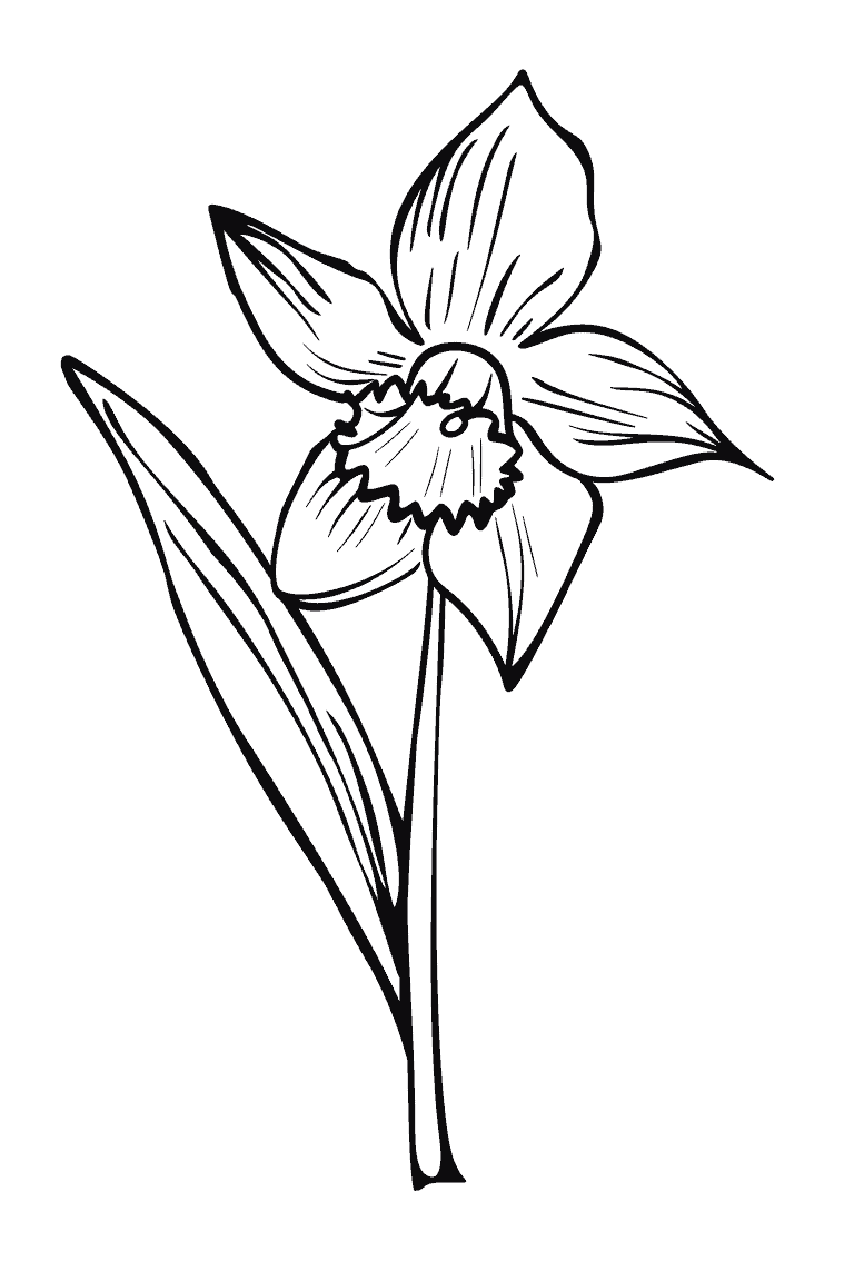 Daffodil