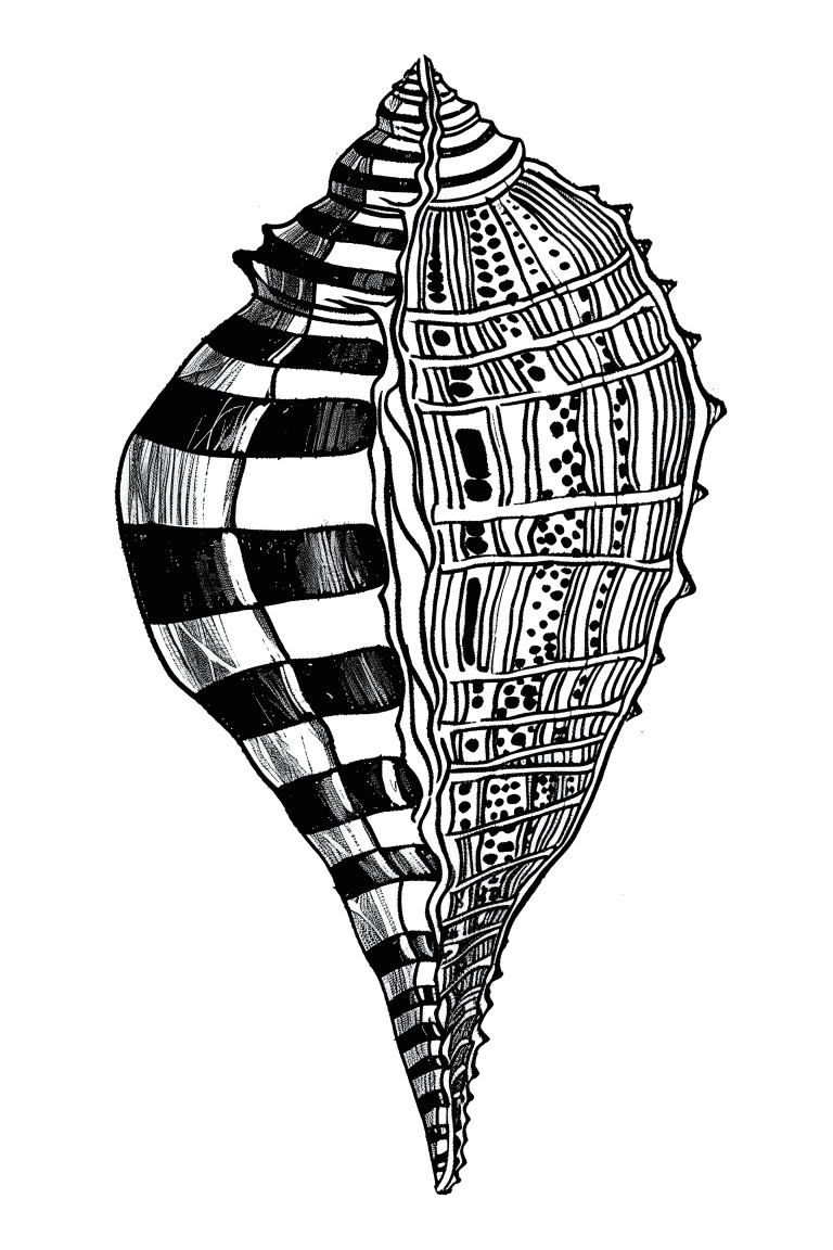 Chiton Shell