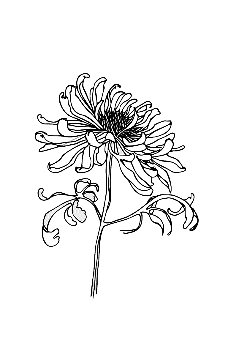 Chrysanthemum