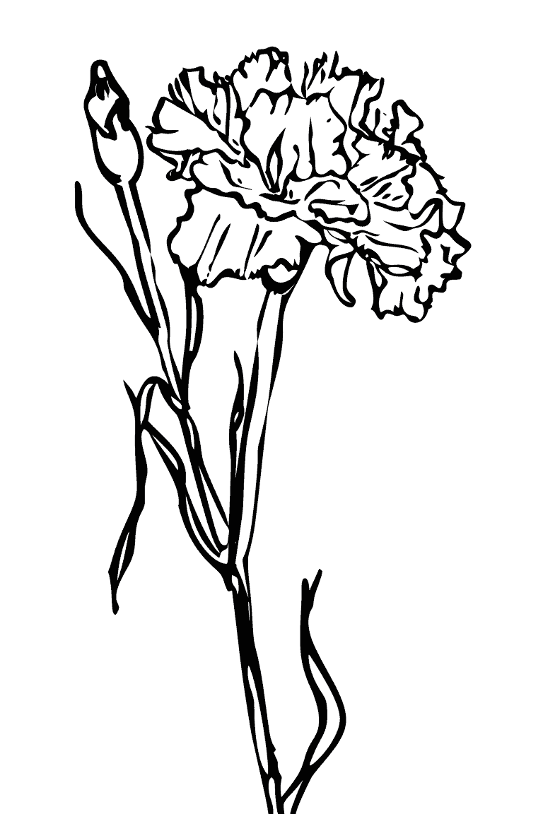 Carnation