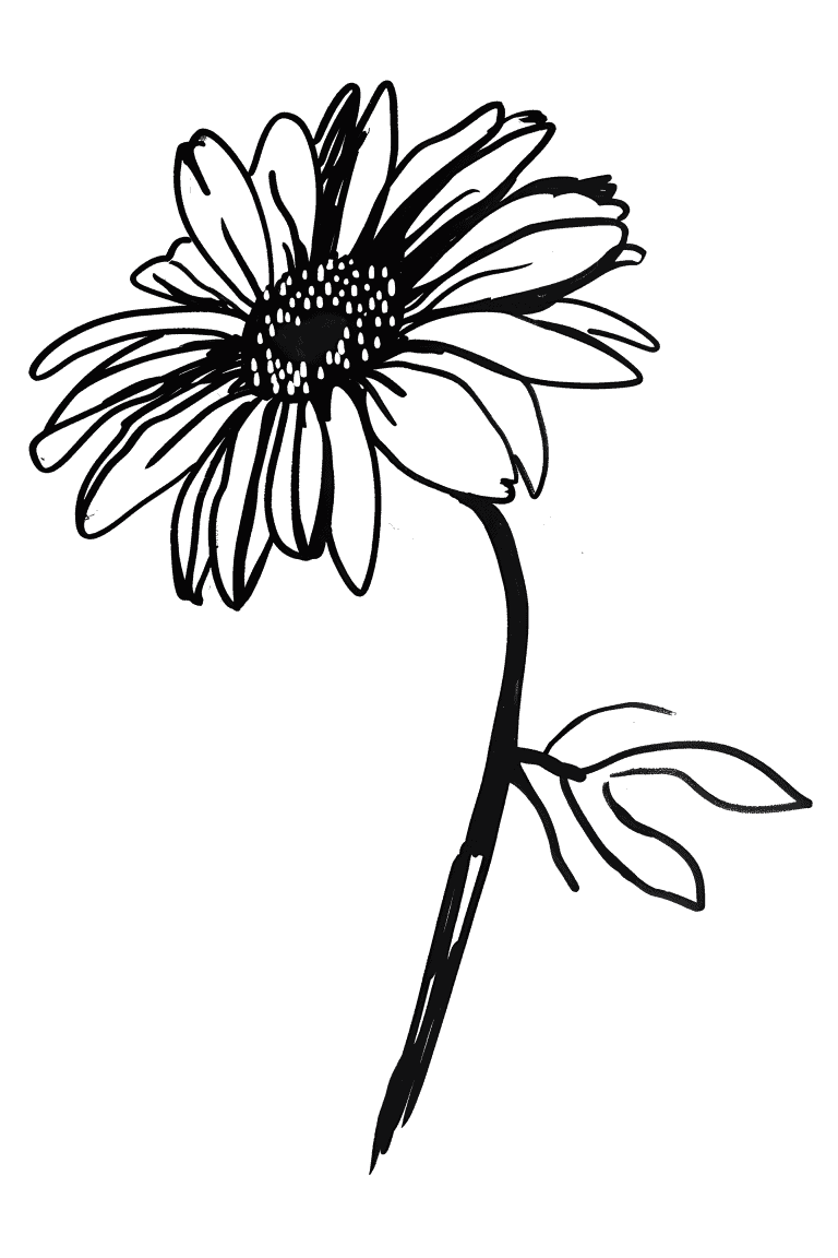 Classic Gerbera Daisy
