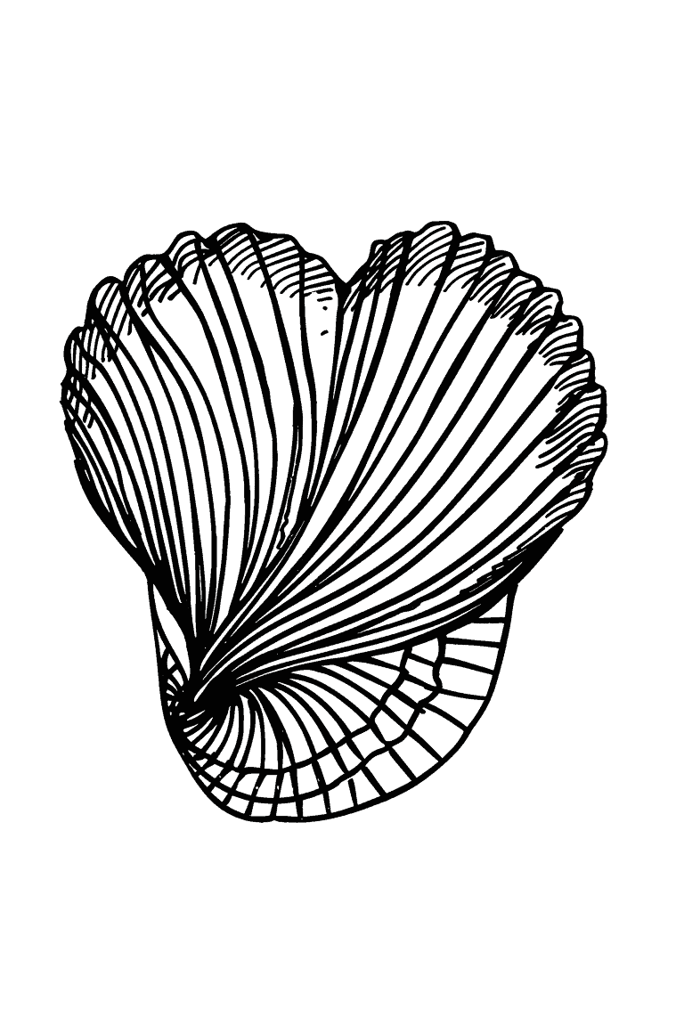 Cockle Shell